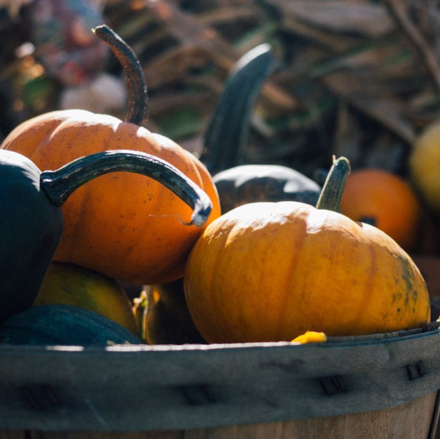 Fall Festival