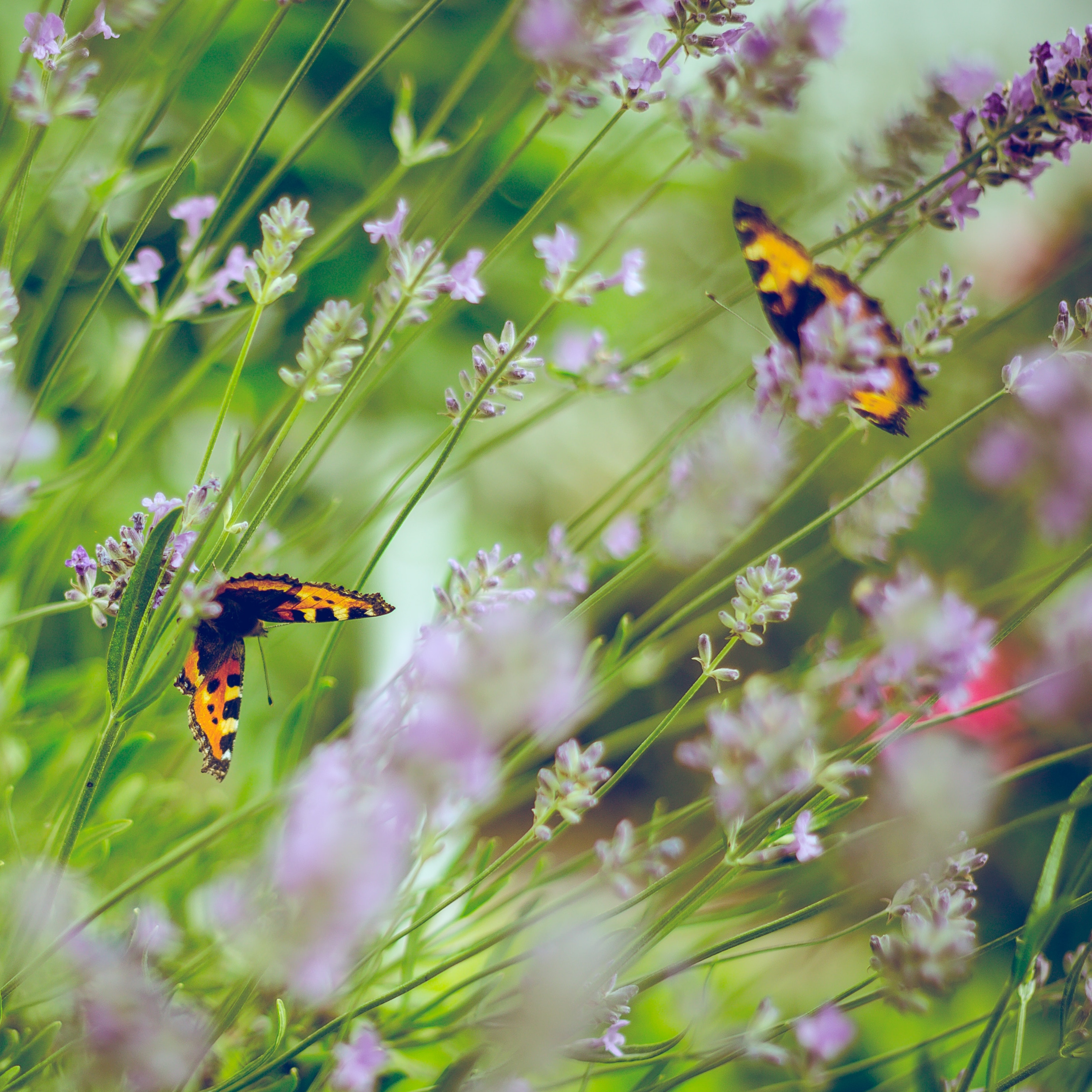 Garden Days