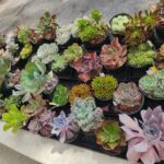 Cacti In Bloom 1