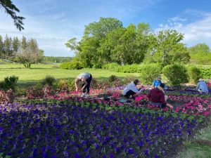 Volunteers working to make the Peace Garden beautiful.